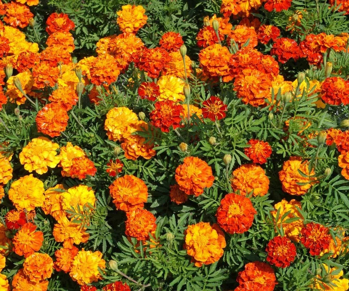 Marigold Seeds - Sparky Mix Flower Seed Packet - Tagetes patula - Bright Colors, Easy to Grow, Pollinator Attractant