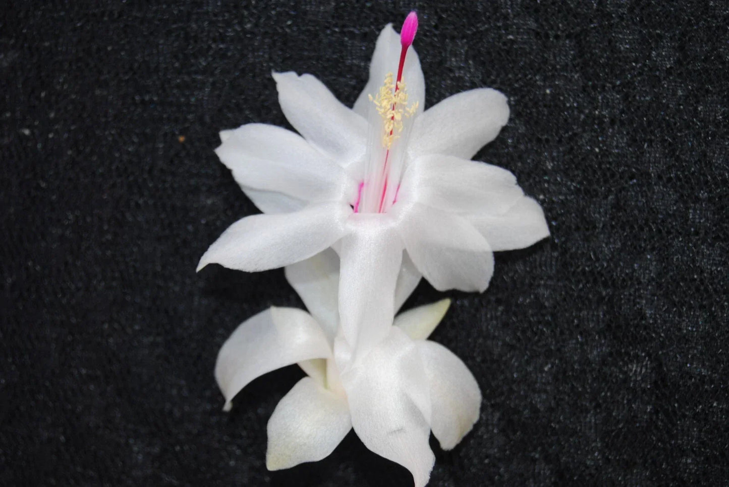 Christmas Cactus Starter Plant - Small White Knight Variety - Schlumbergera Truncata