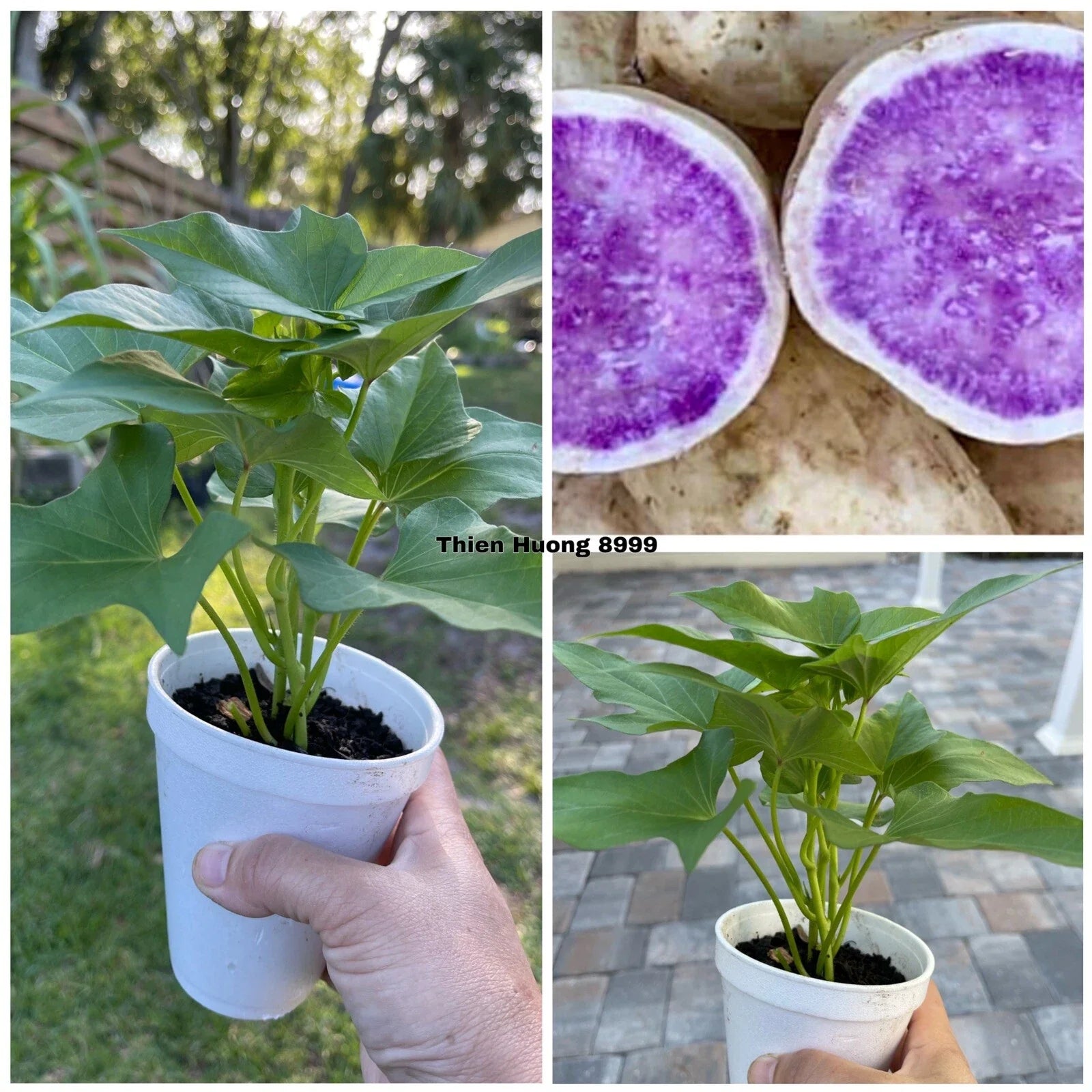 Okinawa Purple Sweet Potato Plants – 5 Rooted in Cups – Ipomoea batatas – Vining, Edible Root Vegetable