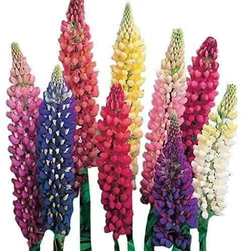Giant Lupine Seeds 20 Count - Exotic Flower Variety - Lupinus polyphyllus for Borders & Pollinator Gardens
