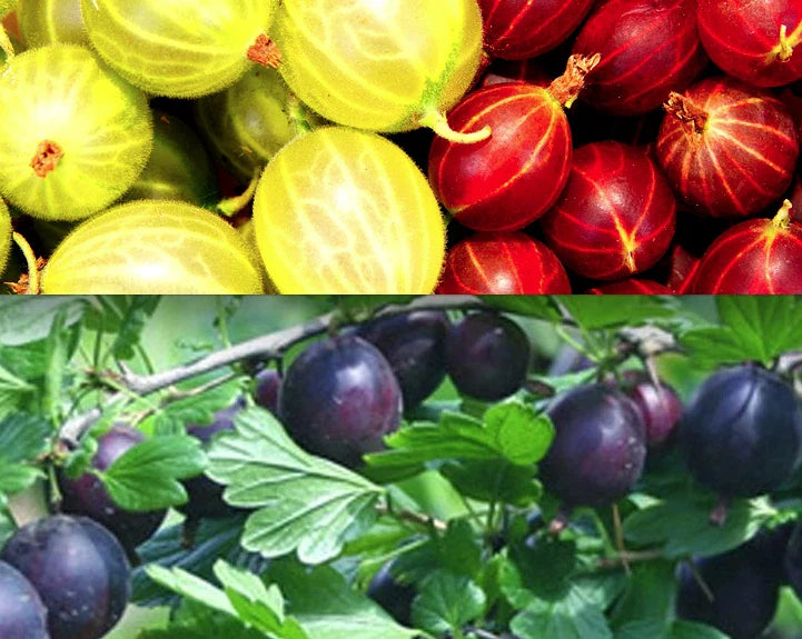 Gooseberry Cuttings 30 Pack - Ribes uva-crispa Varieties for Rooting and Growing at Home
