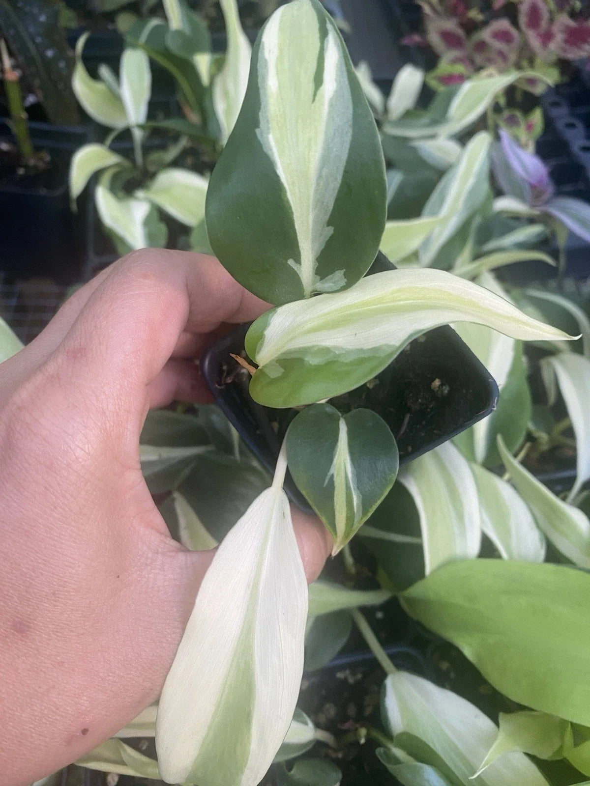 Philodendron Silver Stripe Live Houseplant in 2 Inch Pot, Indoor Plant, Pet-Friendly, Easy Care, Air-Purifying, Trailing, Bright Light