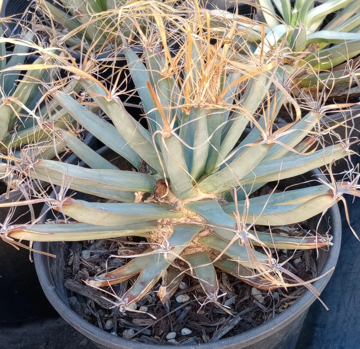 Agave Cactus Plant - Potted Succulent with Long Paper Spines - Leuchtenbergia principis - Desert Garden Decor