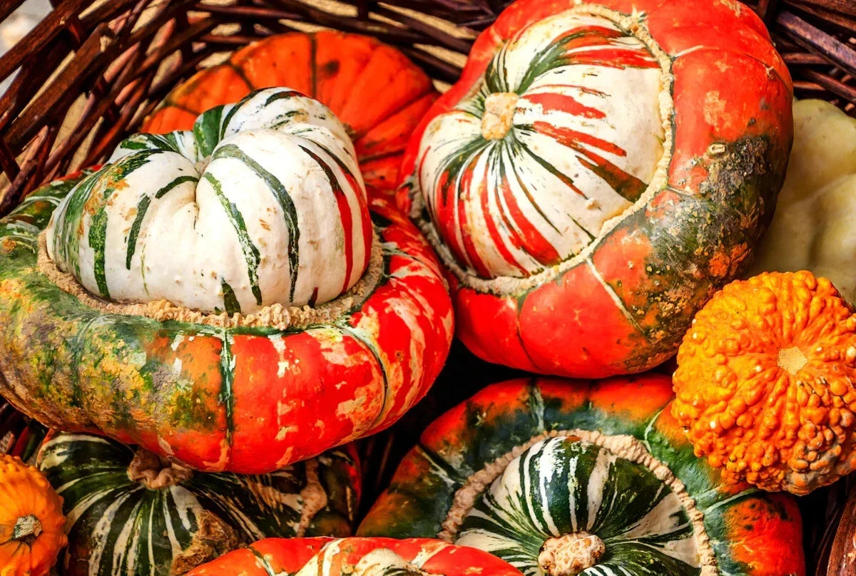 Turk's Turban Gourd Seeds - Ornamental Non-GMO Giraumon Turban for Fall Decor, Garden, and Crafts