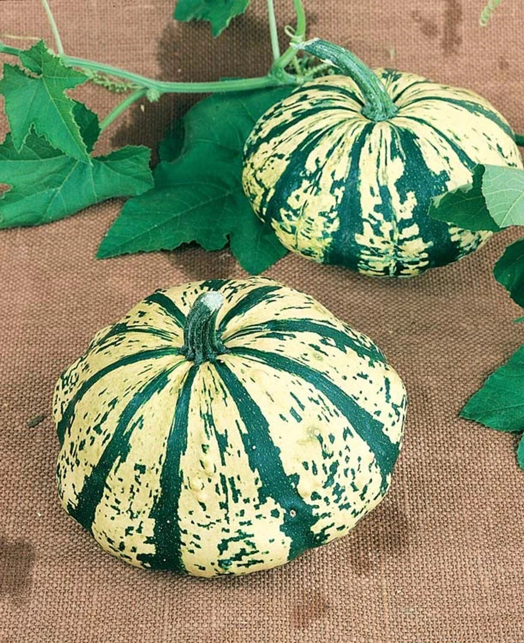 Summer Squash Seeds - Partial Eclipse Hybrid Patty Pan Cucurbita pepo, 10 Seeds for Container & Garden Planting