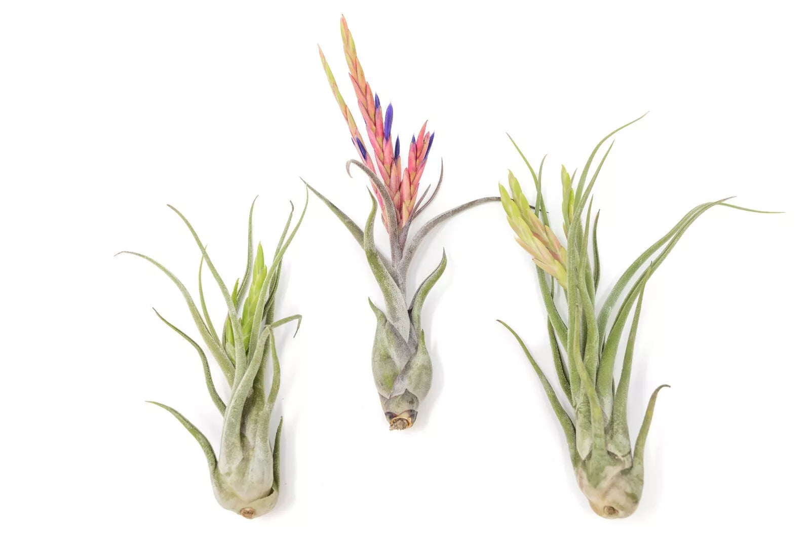 XL Tillandsia Caput Medusae Air Plants Pack of 5 – Easy Care Indoor Outdoor Live Plants – Epiphytic, Sustainable, 6-8 Inches