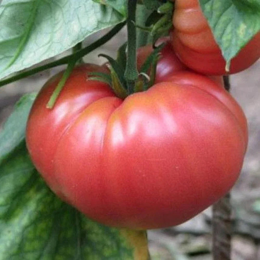 German Johnson Tomato Seeds - 100 Non-GMO Heirloom Seeds for Gardening