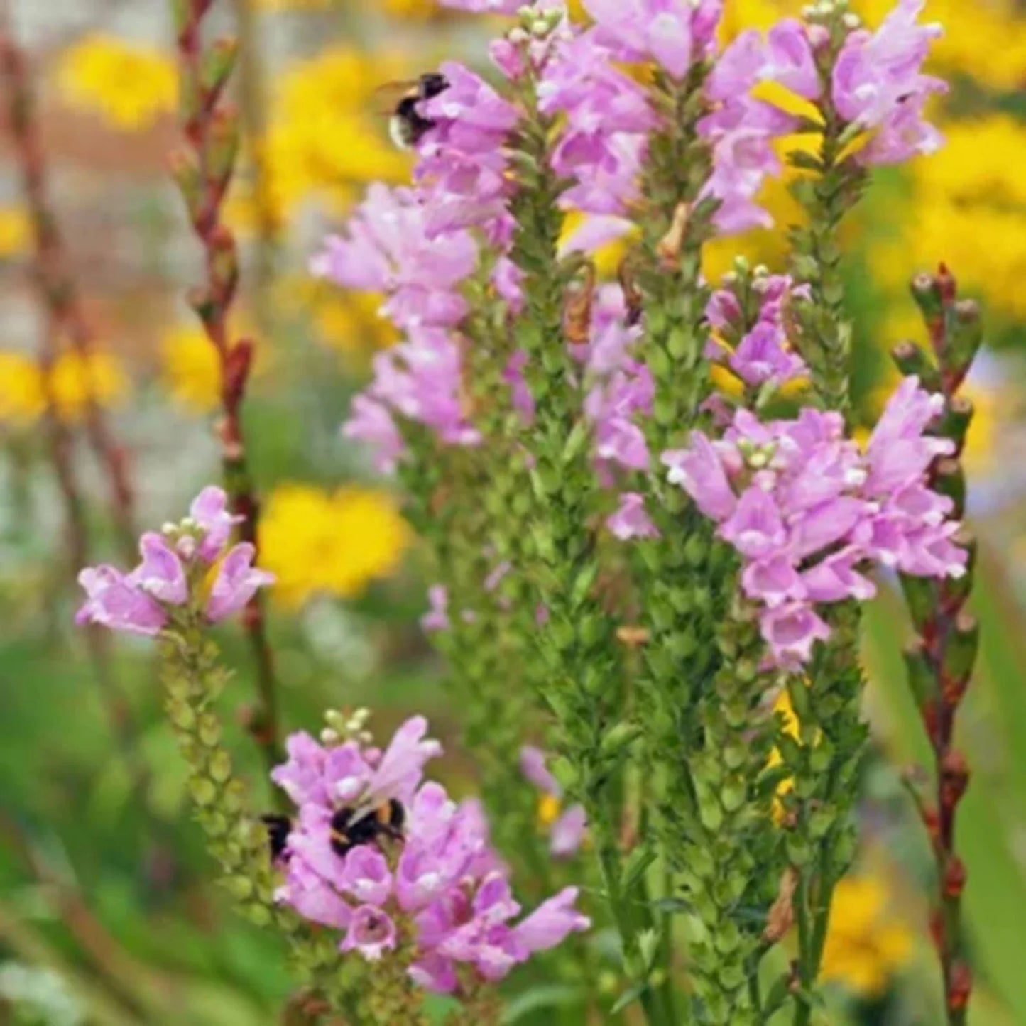 Obedient Plant Seeds - Physostegia virginiana - Pre-Stratified 25+ Seeds