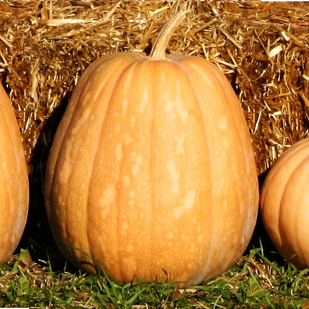 Dickinson Pumpkin Seeds - Kentucky Field Variety, Tan Squash Vegetable Seeds, Cucurbita pepo, Organic, 25 Seeds Packet