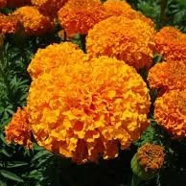 Orange Inca Marigold Seeds - Organic 100 Count, Tagetes erecta, Full Sun, Annual, Vibrant Orange Blooms, USA Grown, Free Shipping