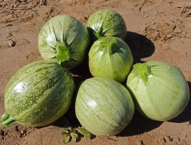 Zucchini Seeds - 200 Heirloom Round Summer Squash Cucurbita pepo for Garden, Container, or Pot Cultivation