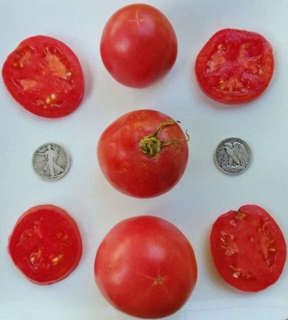 Arkansas Traveler Tomato Seeds - Heat-Resistant, Pinkish-Red, Solanum lycopersicum, 25 Seeds, Full Sun, High Yield, Easy to Grow