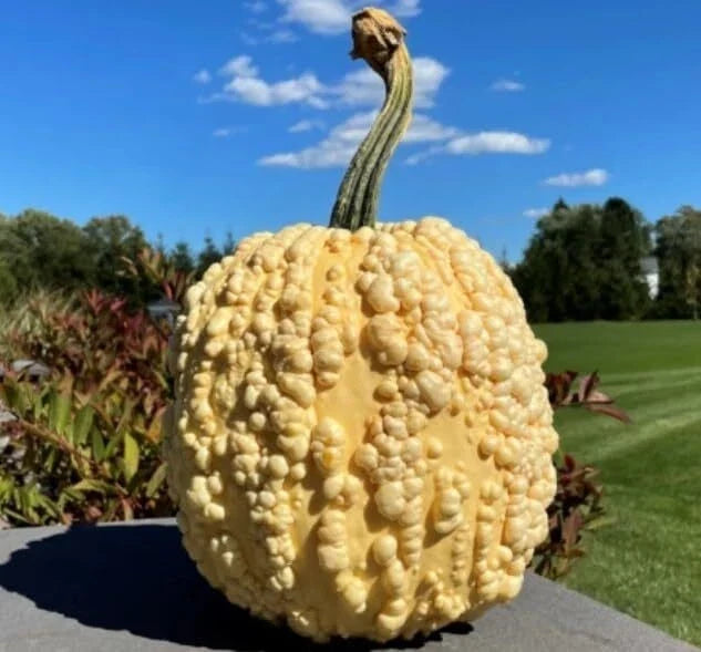 Heirloom Pumpkin Seeds - Yellow Warty Popcorn Knucklehead - Decorative Edible Variety - Cucurbita pepo, 10 Seeds