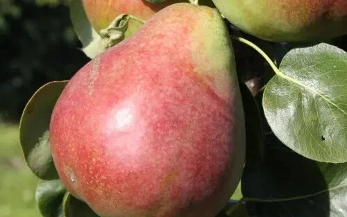 Obelisk Pear Seeds - 25+ Count for Garden Planting, Pyrus elaeagnifolia, Deciduous Fruit Tree, Columnar Growth, USA Shipping