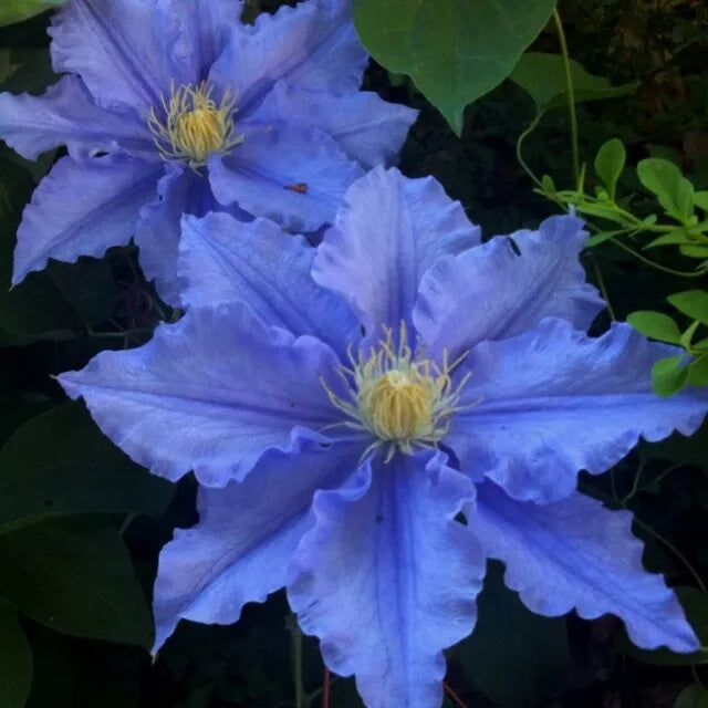 Blue Clematis Seeds - Climbing Perennial Flower for Gardens & Trellises - Clematis viticella - 25 Pack