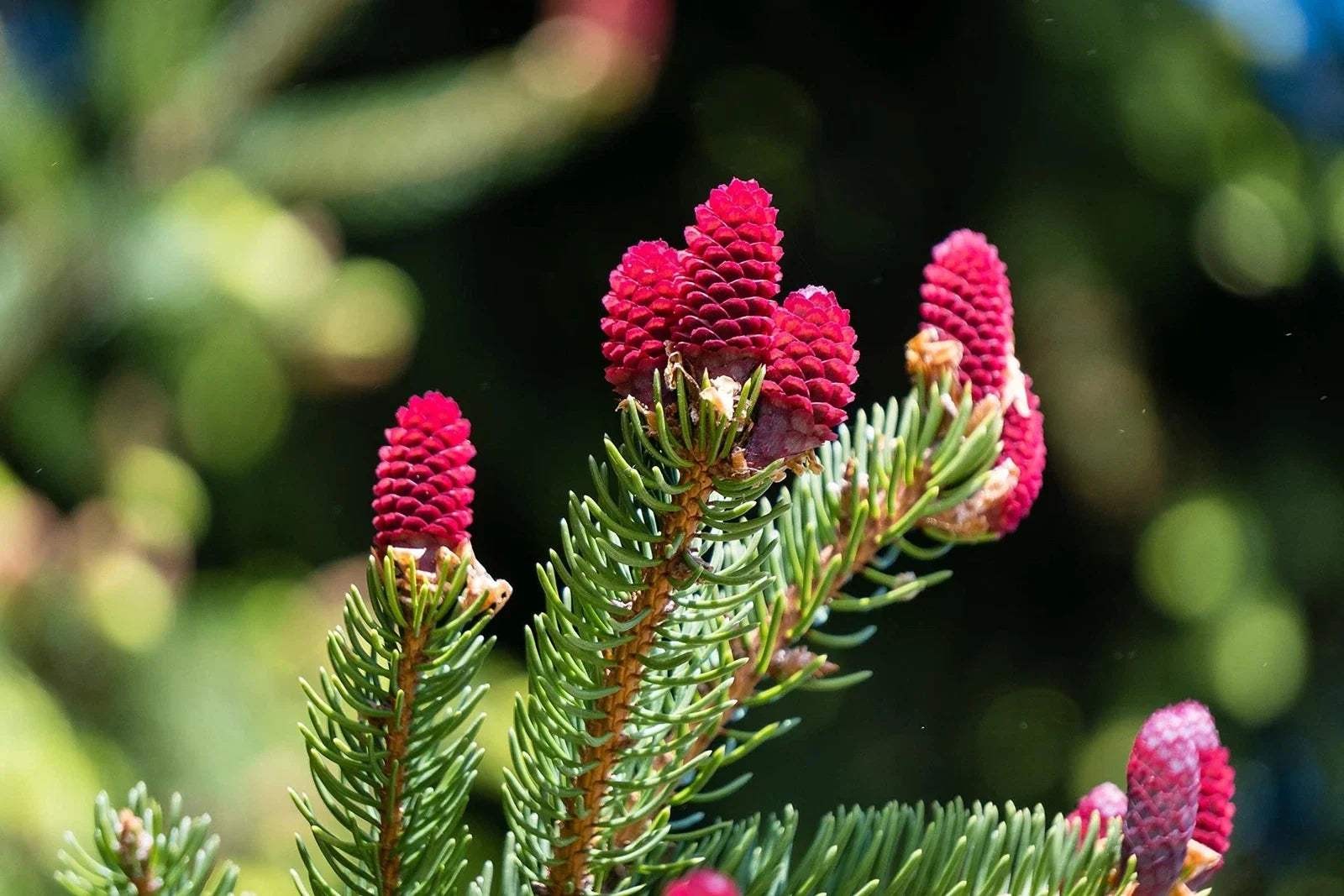 Red Spruce Tree Seeds - Picea Rubens, Native North America, 30 Seeds for Gardening & Landscaping