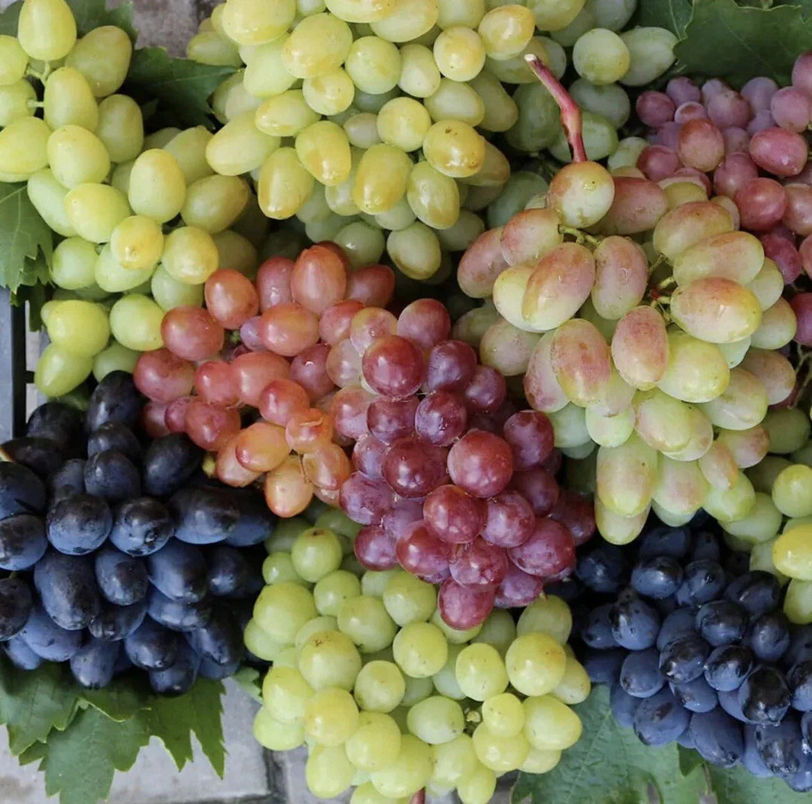 50 Mixed Grape Seeds - Organic Multicolor Wine & Dessert Varieties - USA Garden