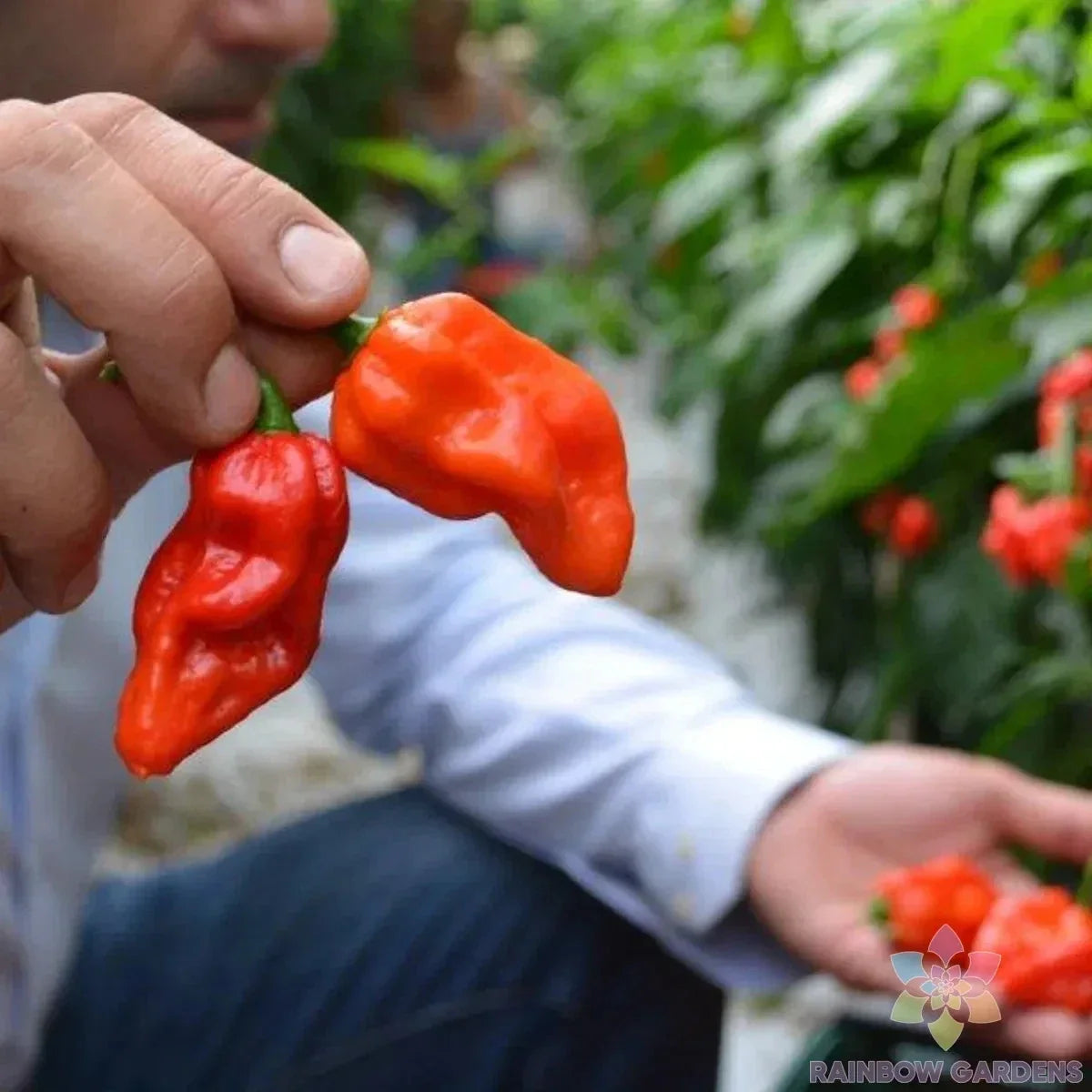 Komodo Dragon Hot Pepper Seeds – Capsicum chinense – 25+ Premium Gardening Seeds for Spicy Culinary Use
