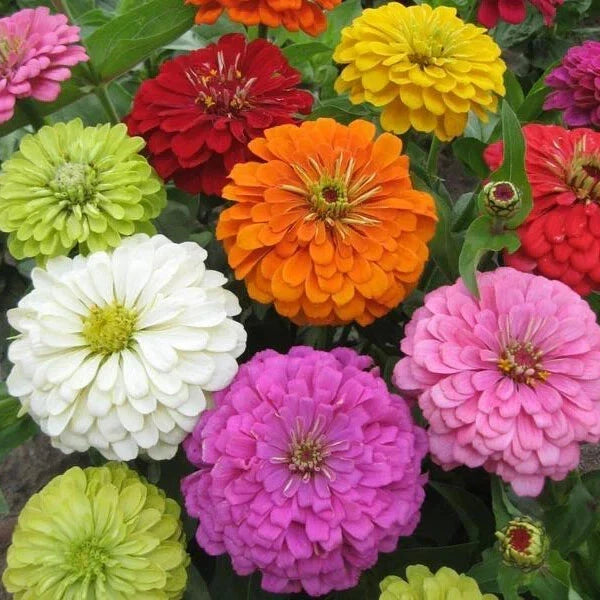 Zinnia Seeds - 100+ Super Yoga Mix - Vibrant Colorful Garden Flowers - Zinnia elegans - USA Grown, Easy to Grow