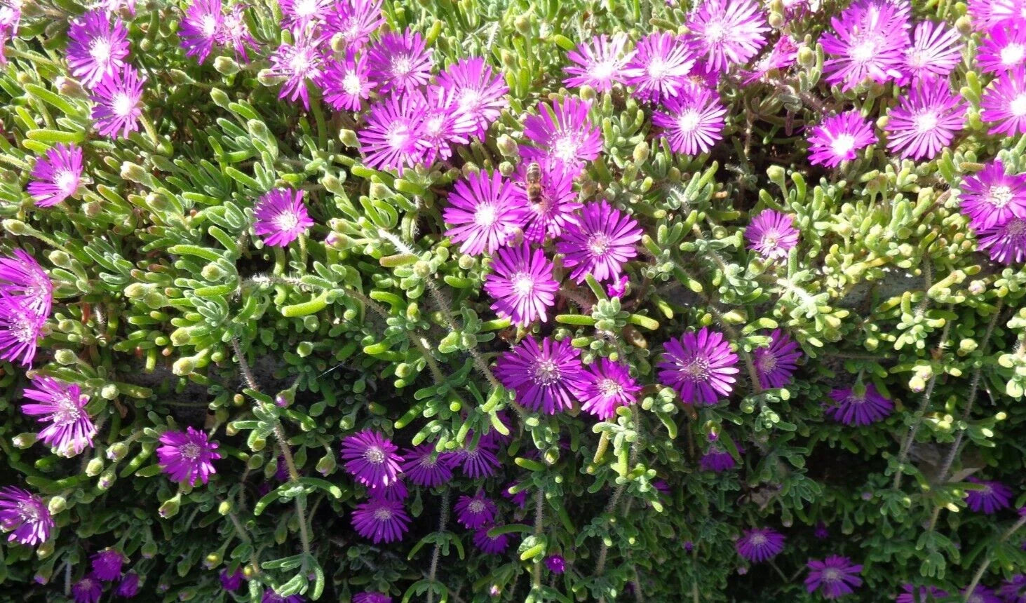 Creeping Ice Plant Cuttings 12pcs Delosperma cooperi Purple Pink Ground Cover Succulents 4-7"