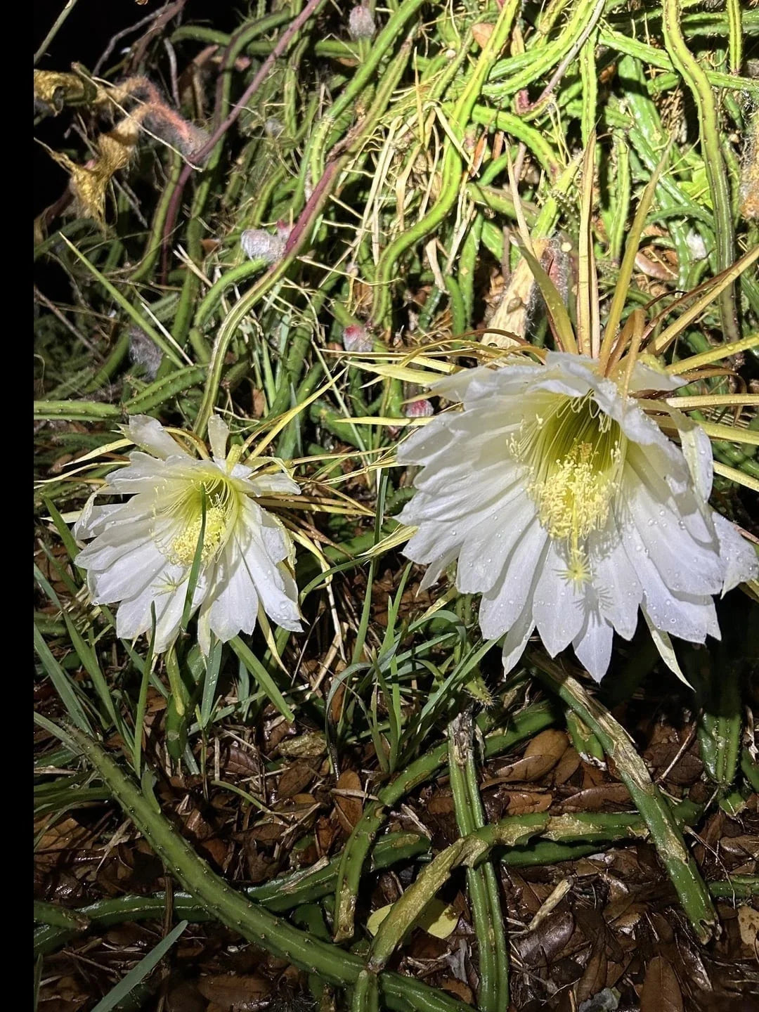Queen of the Night Blooming Cactus Rooted Plant - Cereus Selenicereus Grandiflorus - Night-Blooming Fragrant Flowers, Indoor or Outdoor