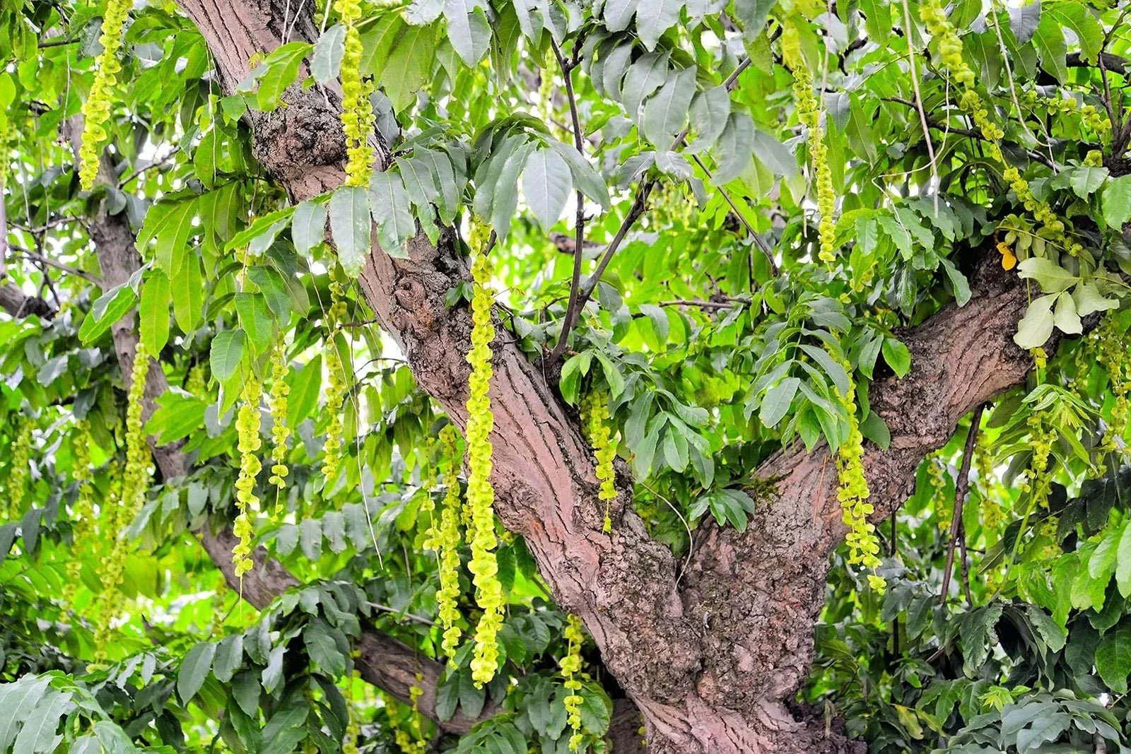 Caucasian Wingnut Tree Seeds 10 Pack | Pterocarya fraxinifolia | Deciduous Garden Tree for Landscaping