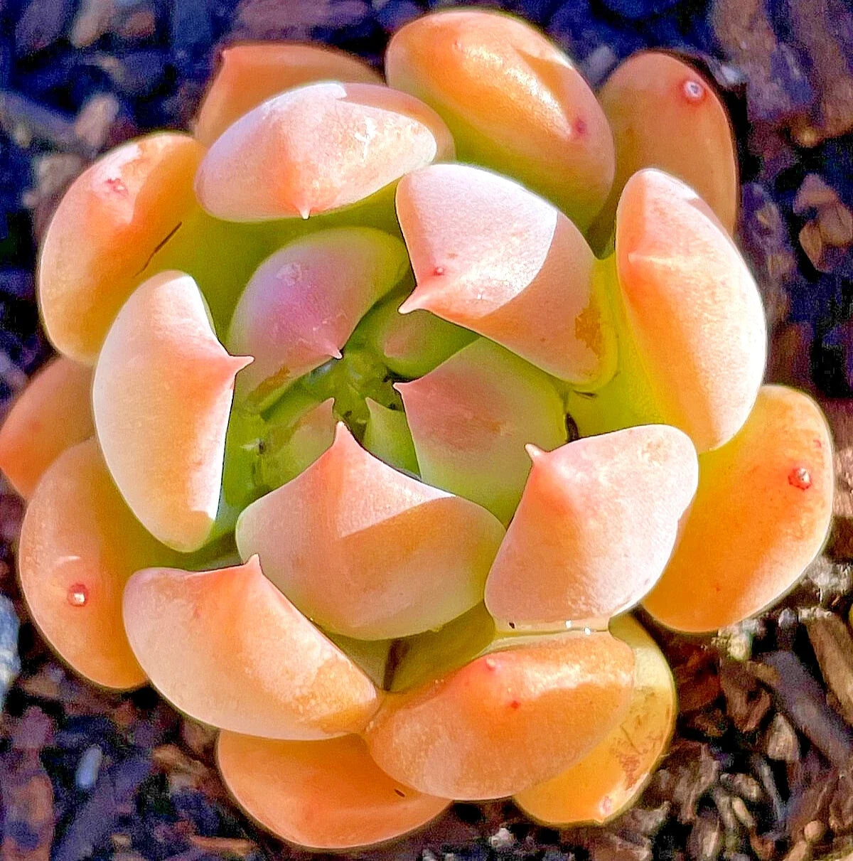 Sedeveria Dark Elf Succulent Plant - 1-Inch Fully Rooted Rare Indoor Cactus & Succulent