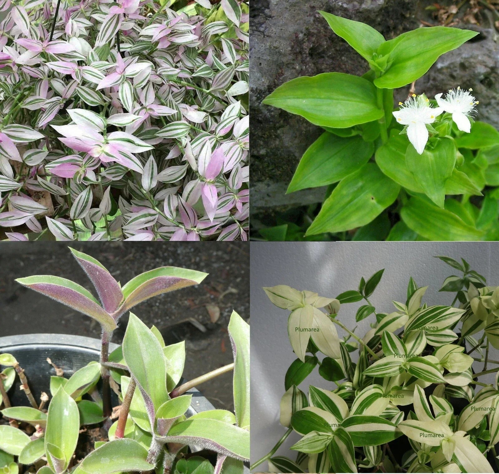 Wandering Jew House Plant Assortment - Trailing Indoor Plants in 4-Inch Pots - Tradescantia Zebrina & Pallida