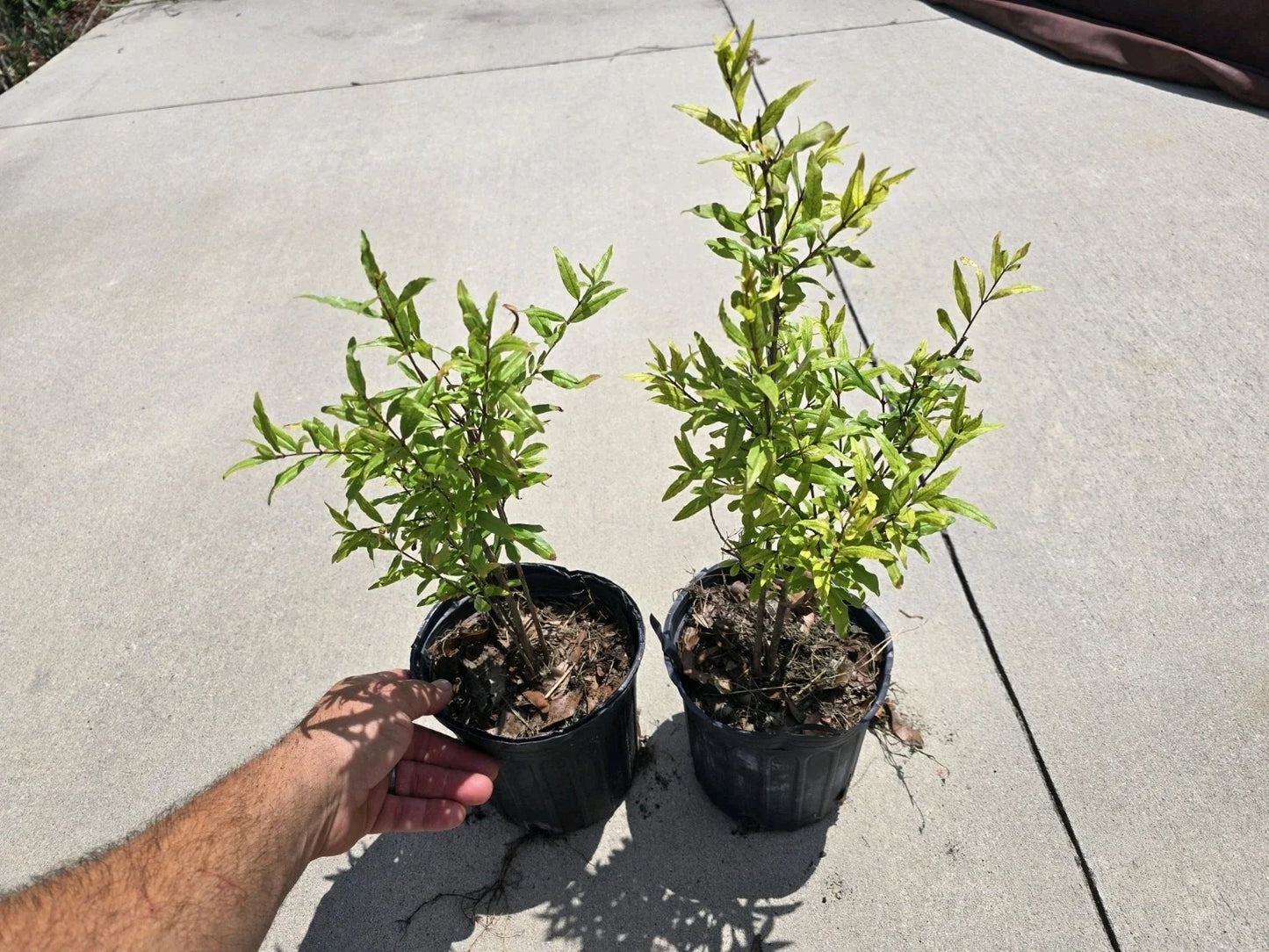 Pomegranate Tree Seedlings Pack of 2 | Punica granatum | Edible Green Fruit Plants | 12-15 Inches Tall