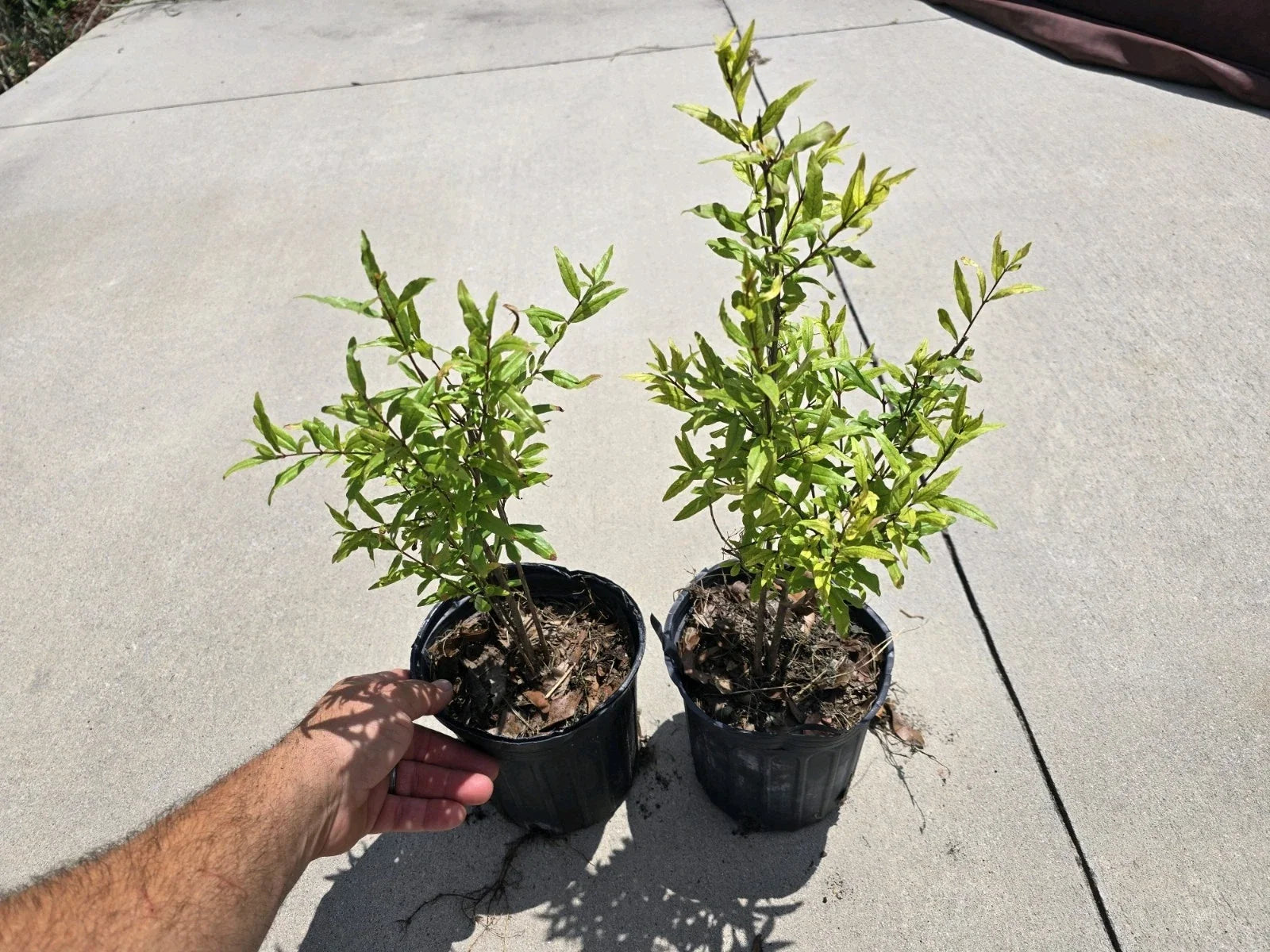 Pomegranate Tree Seedlings Pack of 2 | Punica granatum | Edible Green Fruit Plants | 12-15 Inches Tall