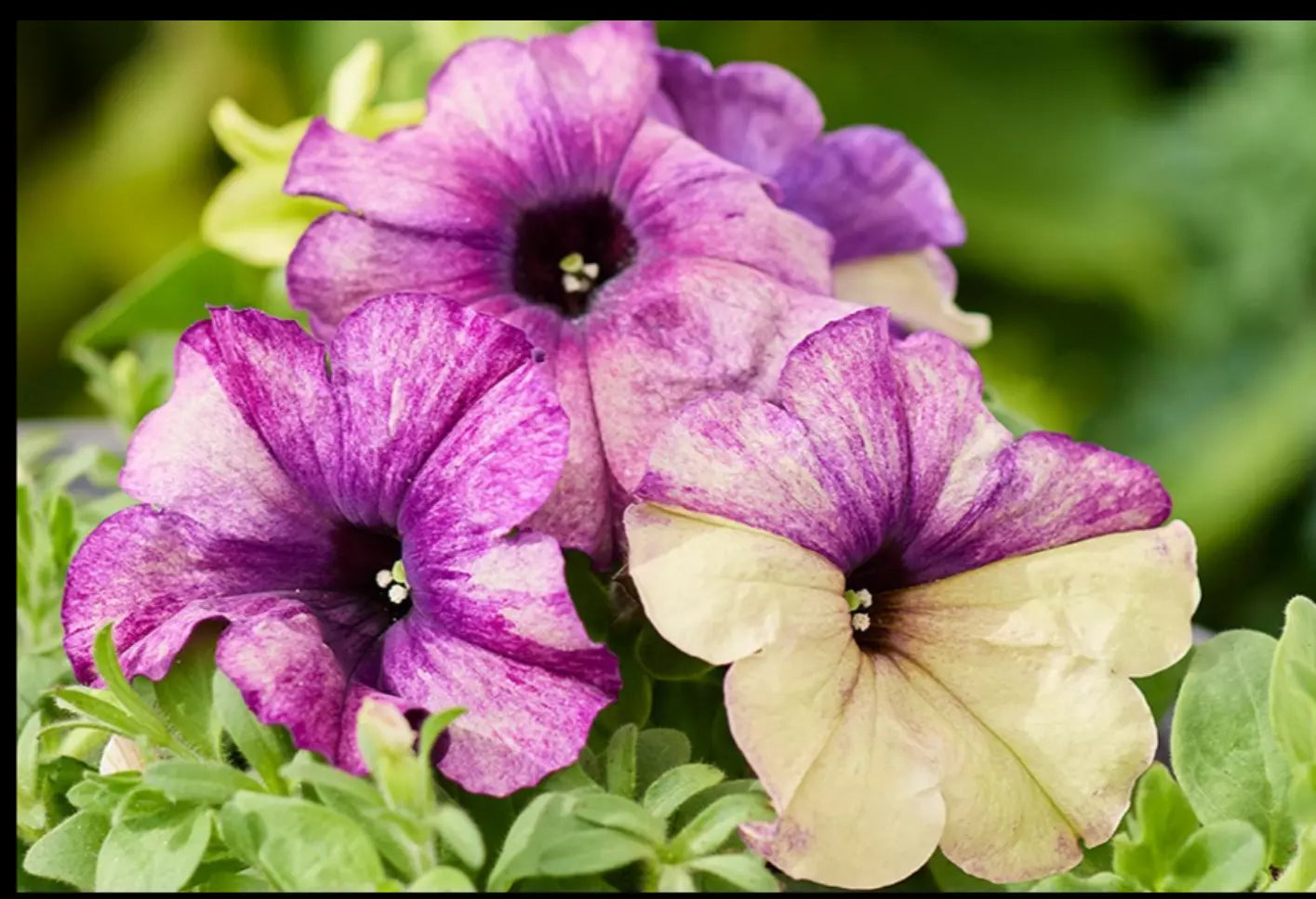 Petunia "Shake Blueberry" Plant Plugs – 10 Baby Plants, Heat Tolerant, Unique Blueberry Milkshake & Jersey Cream Colors, Annual Garden Flowers