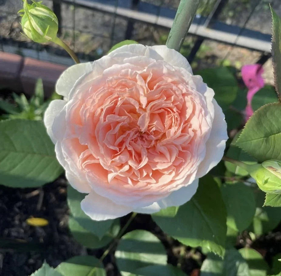 Rose Cuttings - Unrooted Parfuma Bliss Rosa Grafting for Rooting and Grafting
