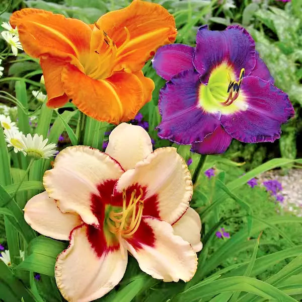 Daylily Once Upon a Time Mix 3 Live Reblooming Perennial Roots Hemerocallis