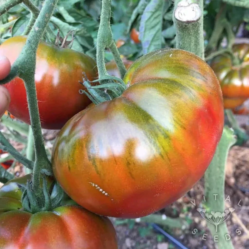 Paul Robinson Tomato Seeds - Heirloom Organic NON-GMO - 10+ Seeds