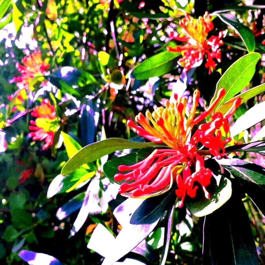 Chilean Firebush Tree Seeds - 10 Pack Embothrium coccineum Rare Flame Flower