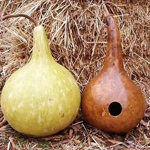 Bottle Gourd Seeds 10 Pack, Exotic Lagenaria siceraria for Vertical Gardening, Culinary & Craft Use