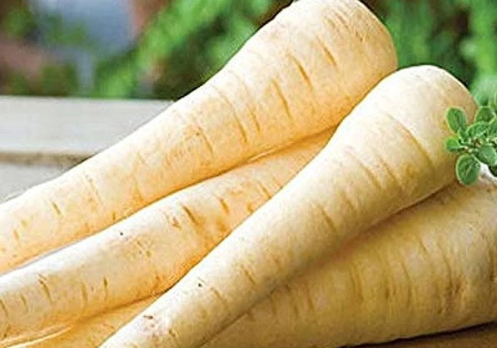Hollow Crown Parsnip Seeds – Organic Non-GMO Vegetable Seeds for Home Gardening, Pastinaca sativa, 300+ Seeds