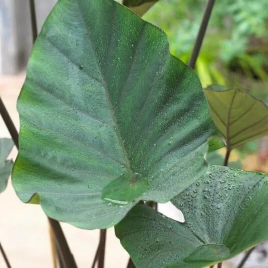 Tea Cup Elephant Ear Bulb - Colocasia Esculenta - Tropical Plant for Garden or Indoor Decor