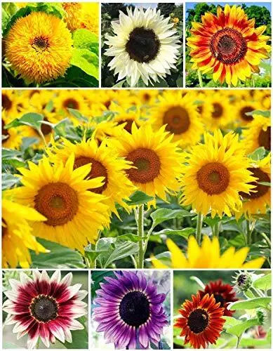 Sunflower Seeds 100+ Colorful Mix Non-GMO Helianthus annuus for Planting, Garden, Cut Flowers