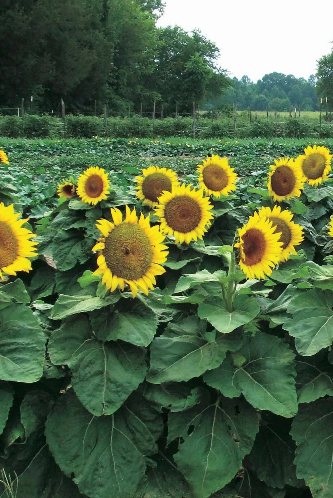 Dwarf Sunflower Seeds 50 Pack - Helianthus annuus - Bright Yellow Blooms for Garden & Containers