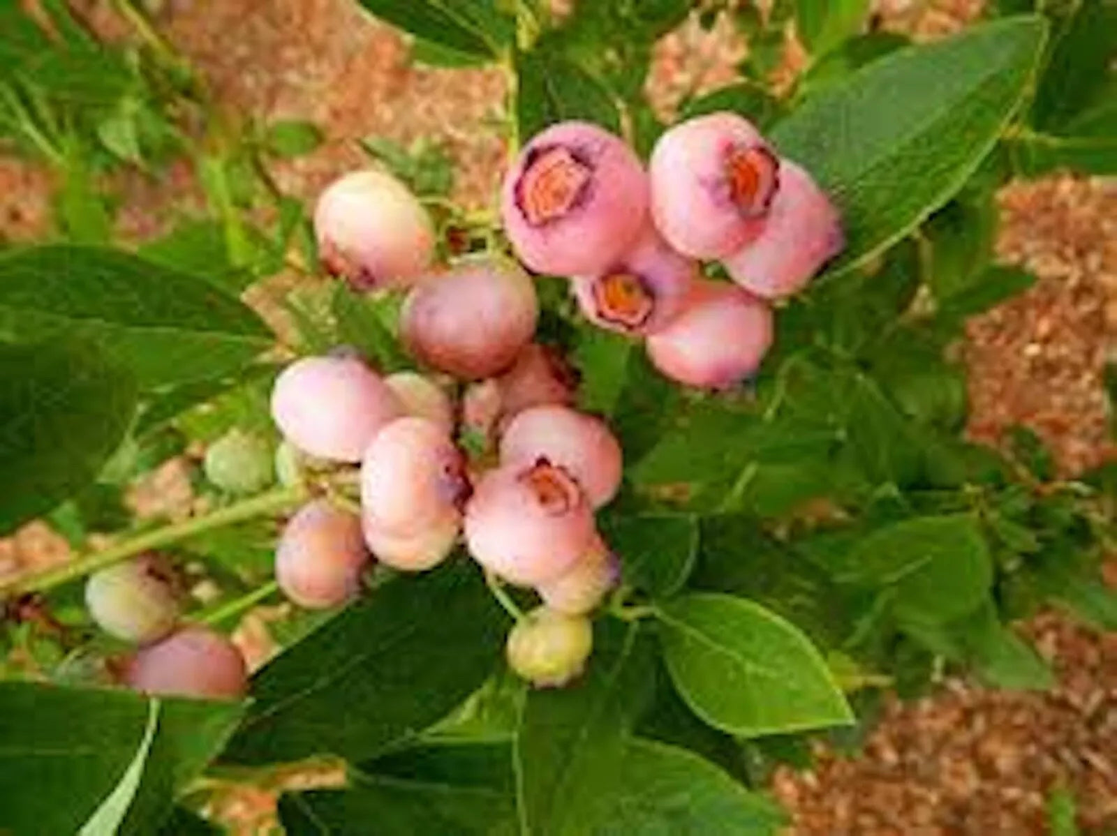 Pink Popcorn® Blueberry Plant Plug - Vaccinium corymbosum, Edible Pink Berries, Compact Bush, Self-Pollinating, Fruit Starter Pack