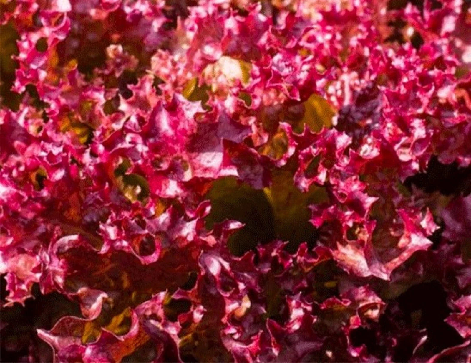 Selway Lettuce Seeds 500+ Non-GMO Heirloom Lactuca sativa for Home Garden, Salad & Container Growing