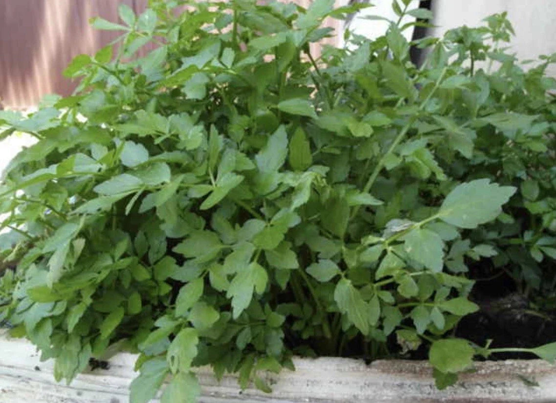 Water Dropwort Plant Seeds – Oenanthe javanica – Edible Water Celery & Japanese Parsley for Hydroponic & Garden Cultivation