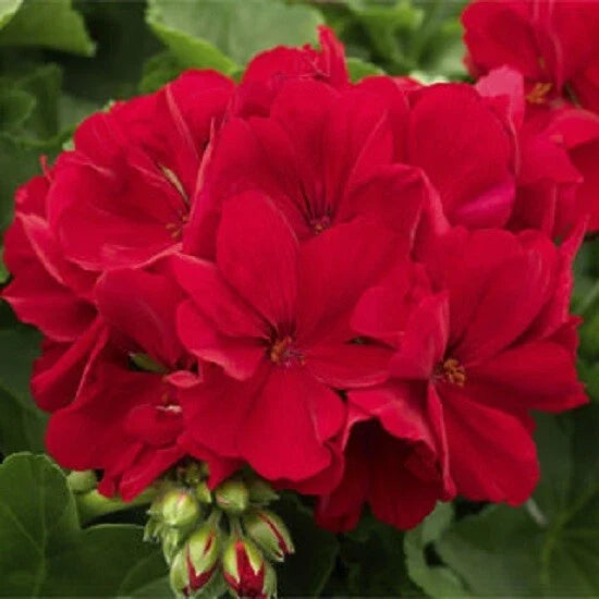 Red Geranium Seeds – Pelargonium hortorum – Perennial Flower Seeds for Bright Blooms, Garden & Container Planting