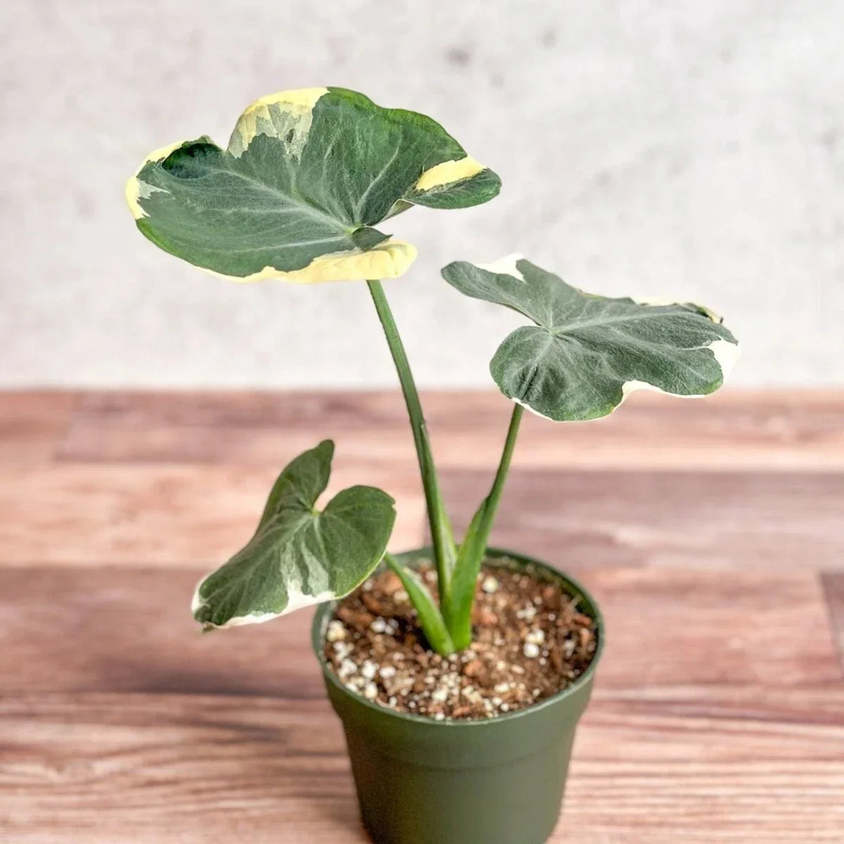 Mickey Mouse Upright Elephant Ear Plant - Alocasia Xanthosoma in 2.5" Pot