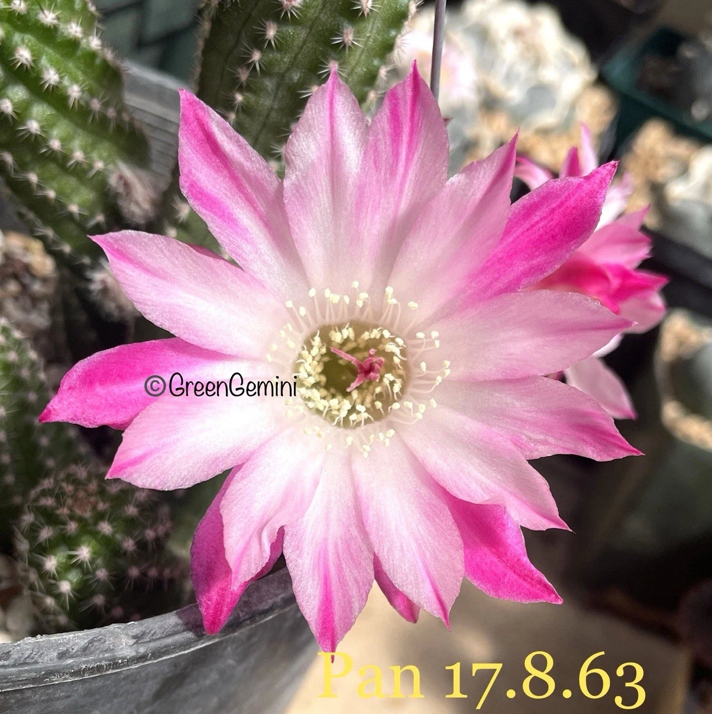 Rare Peanut Cactus Rooted Plant | Chamaecereus silvestrii Succulent | Indoor or Outdoor Decor | Unique Hybrid Cactus