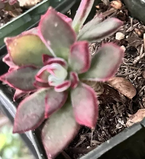 Succulent Echeveria Pulvinata 3" Fuzzy Plant Red Green - Easy Care Indoor & Outdoor Succulent