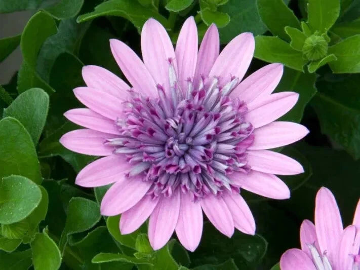 Cape Daisy Seeds - 50+ Purple & Pink Osteospermum Garden Planting for Borders & Containers
