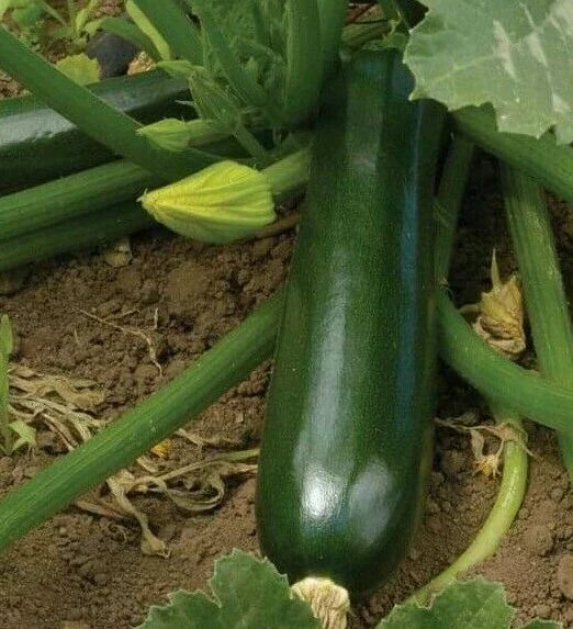 Zucchini Seeds 30+ Black Beauty Squash | Cucurbita pepo Vegetable Seeds
