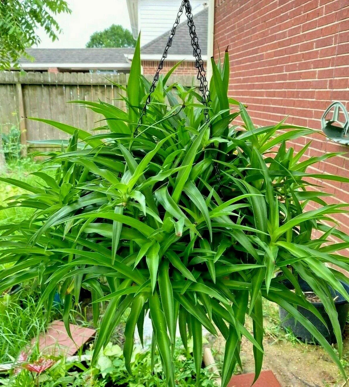 Air Clear House Plant - 10 Pack Spider Plants - Chlorophytum comosum Bare Rooted Indoor Plants